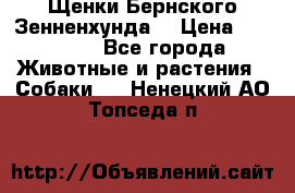 Щенки Бернского Зенненхунда  › Цена ­ 40 000 - Все города Животные и растения » Собаки   . Ненецкий АО,Топседа п.